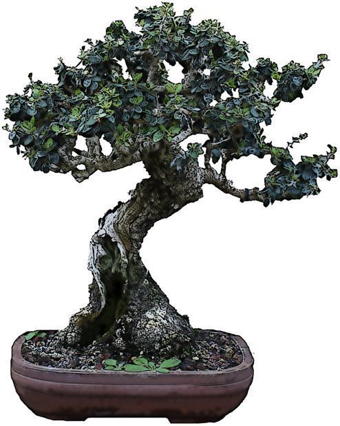 Mediterraner Bonsai