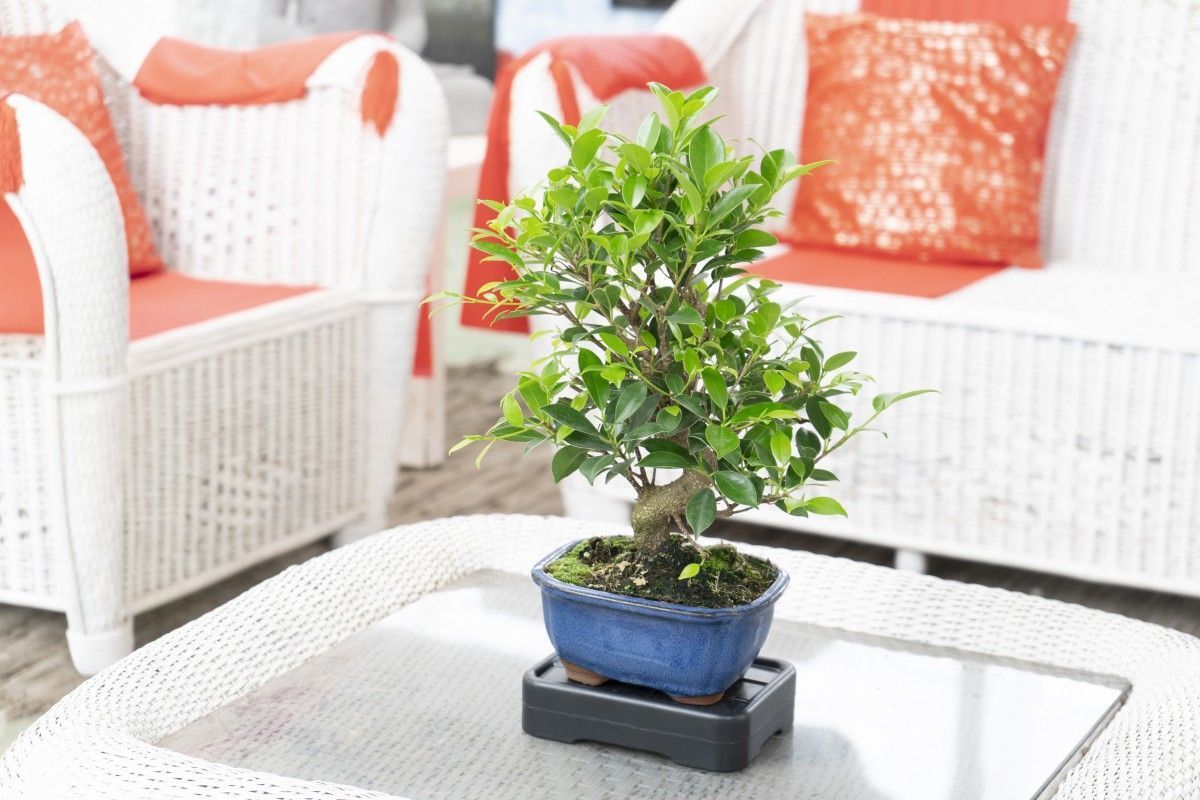 How to take care of your bonsai when on vacation