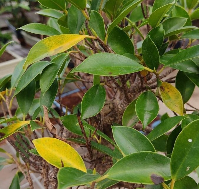 Why are my bonsai leaves turning yellow?