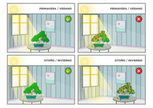 bonsai interior