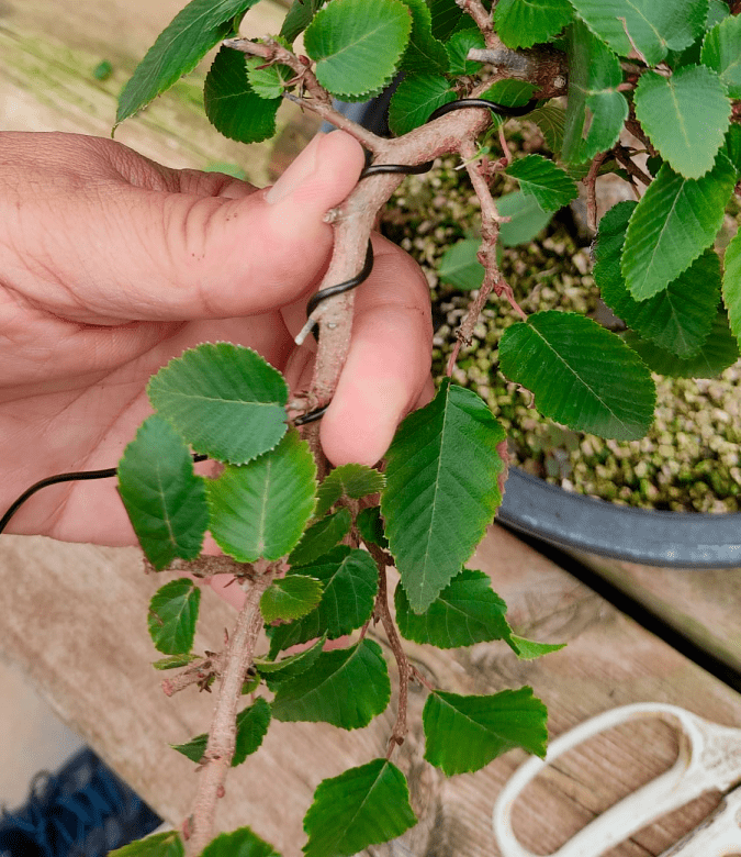 Cómo alambrar y dar forma a un bonsái