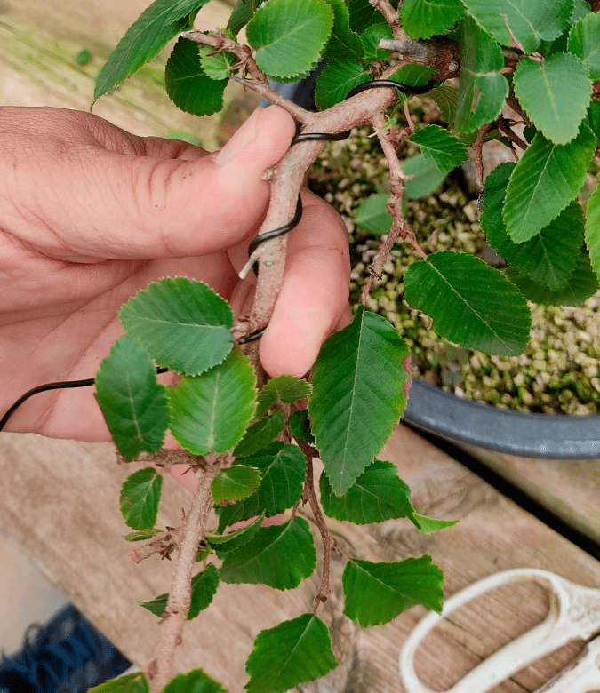 Bonsai Wiring Technique