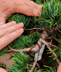 How to wire and shape a bonsai, Wiring technique