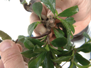 wiring Carmona bonsai