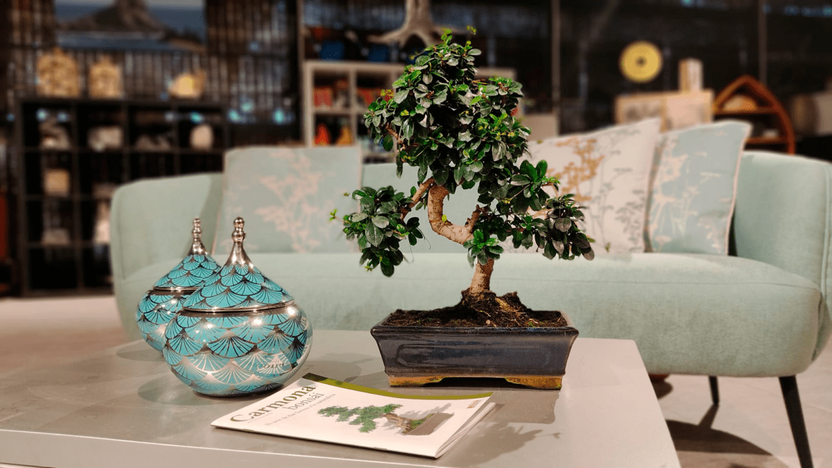 Carmona bonsai, care and secrets