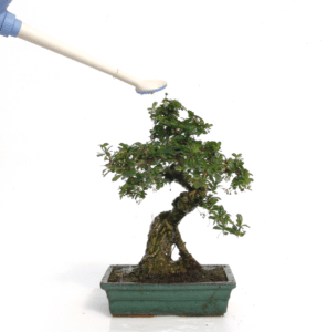 Carmona bonsai watering
