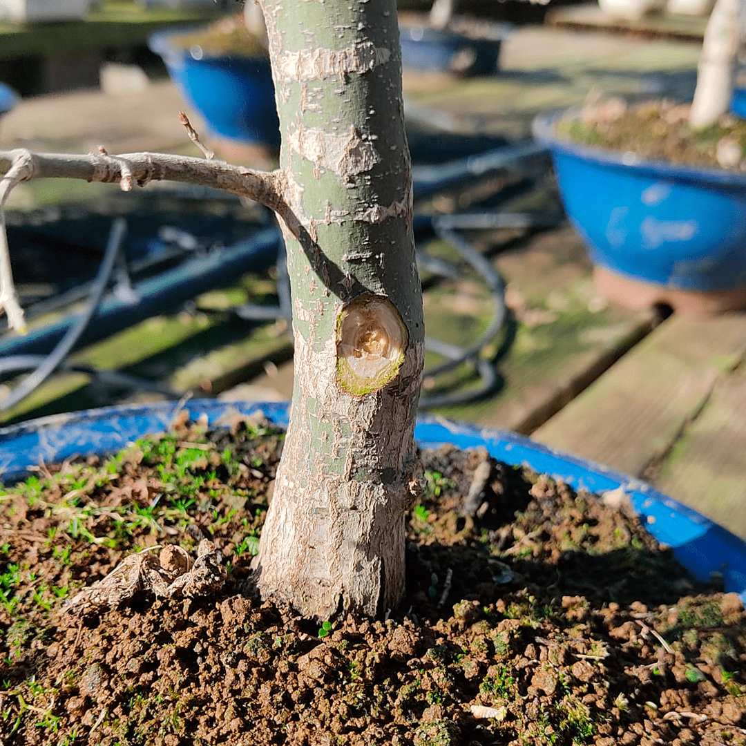 How do our bonsai heal from pruning cuts?