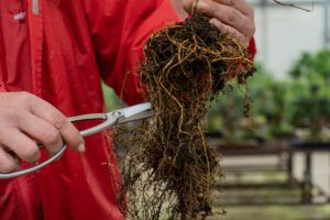 Pruning basic tools transplanting bonsai