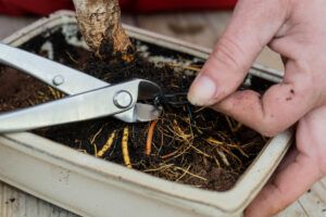 Wire cutter bonsai