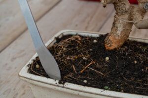 Transplanting bonsai trees