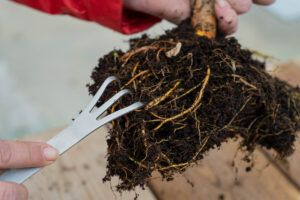 basic tools bonsai