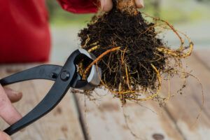 Scissors basic tools transplanting bonsai