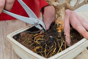 Pliers tool transplanting bonsai trees