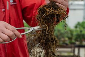 Gros Plan Des Mains Du Maître Taillant Le Bonsaï Avec Des Ciseaux