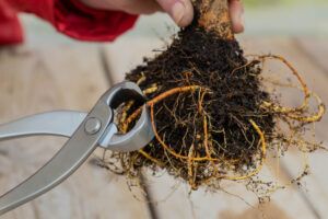 Schneiden von Wurzeln Bonsai Umpflanzen 