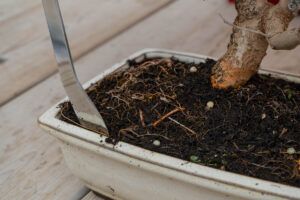Les 5 outils de base du bonsaï pour sa transplantation