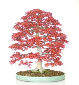 Wie wählt man einen Ahorn-Bonsai aus?