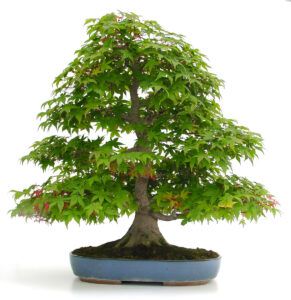 Acer Palmatum Deshojo