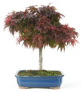 Bonsaï acer palamtum Shaina