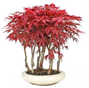 How to choose your red Japanese maple bonsai?