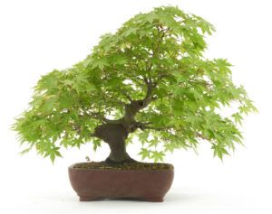 Acer Palmatum