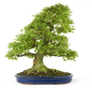 How to choose your red Japanese maple bonsai?