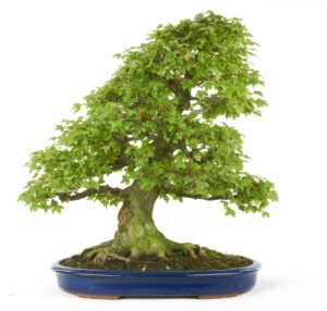 Wie wählt man einen Ahorn-Bonsai aus?