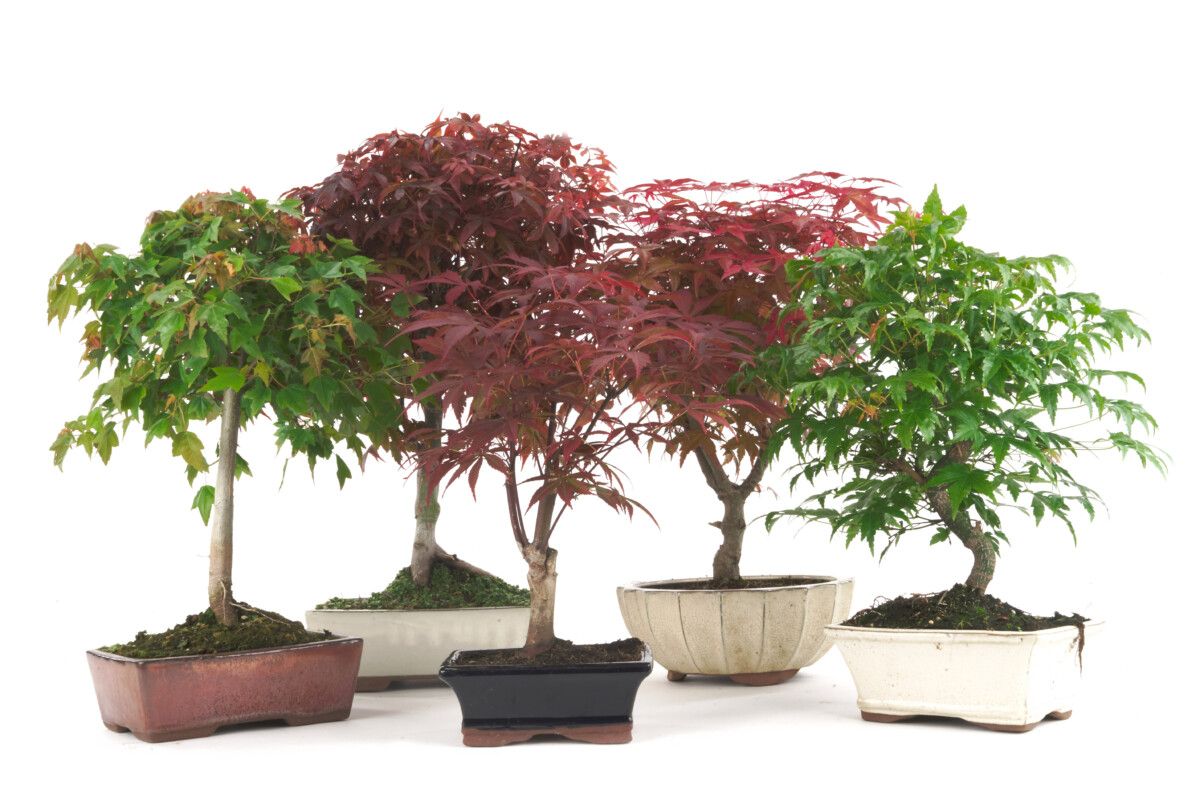 ¿Cómo escoger tu bonsái de Arce japonés rojo?