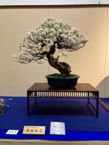 First pictures of Kokufu-Ten Bonsai Exhibition 2022