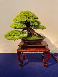 First pictures of Kokufu-Ten Bonsai Exhibition 2022