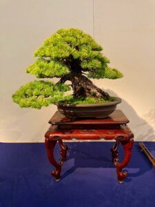 Les premières images de l’exposition Kokufu-Ten Bonsai 2022