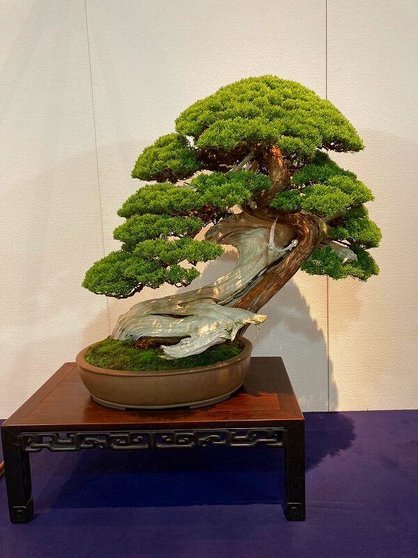 First pictures of Kokufu-Ten Bonsai Exhibition 2022