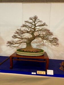 First pictures of Kokufu-Ten Bonsai Exhibition 2022