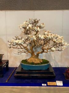 Les premières images de l’exposition Kokufu-Ten Bonsai 2022