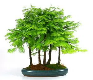 Metasecuoya bonsai cares