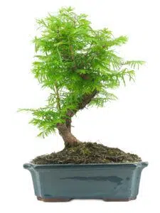 Soins de la Metasequoia bonsaï