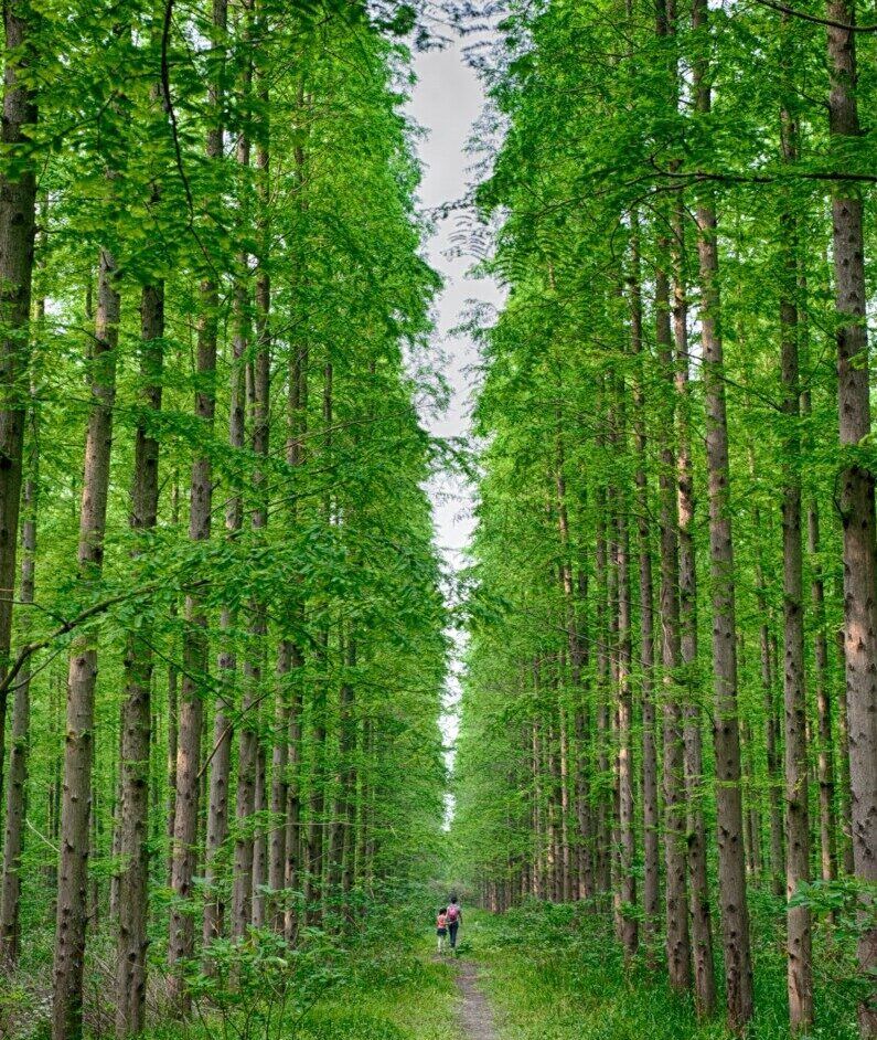 Cuidados de la Metasequoia bonsái. Todo sobre el árbol fósil viviente. 