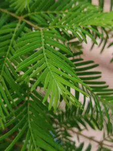 Metasequoia bonsai cares