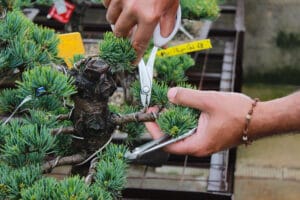 How to care your bonsai in Spring