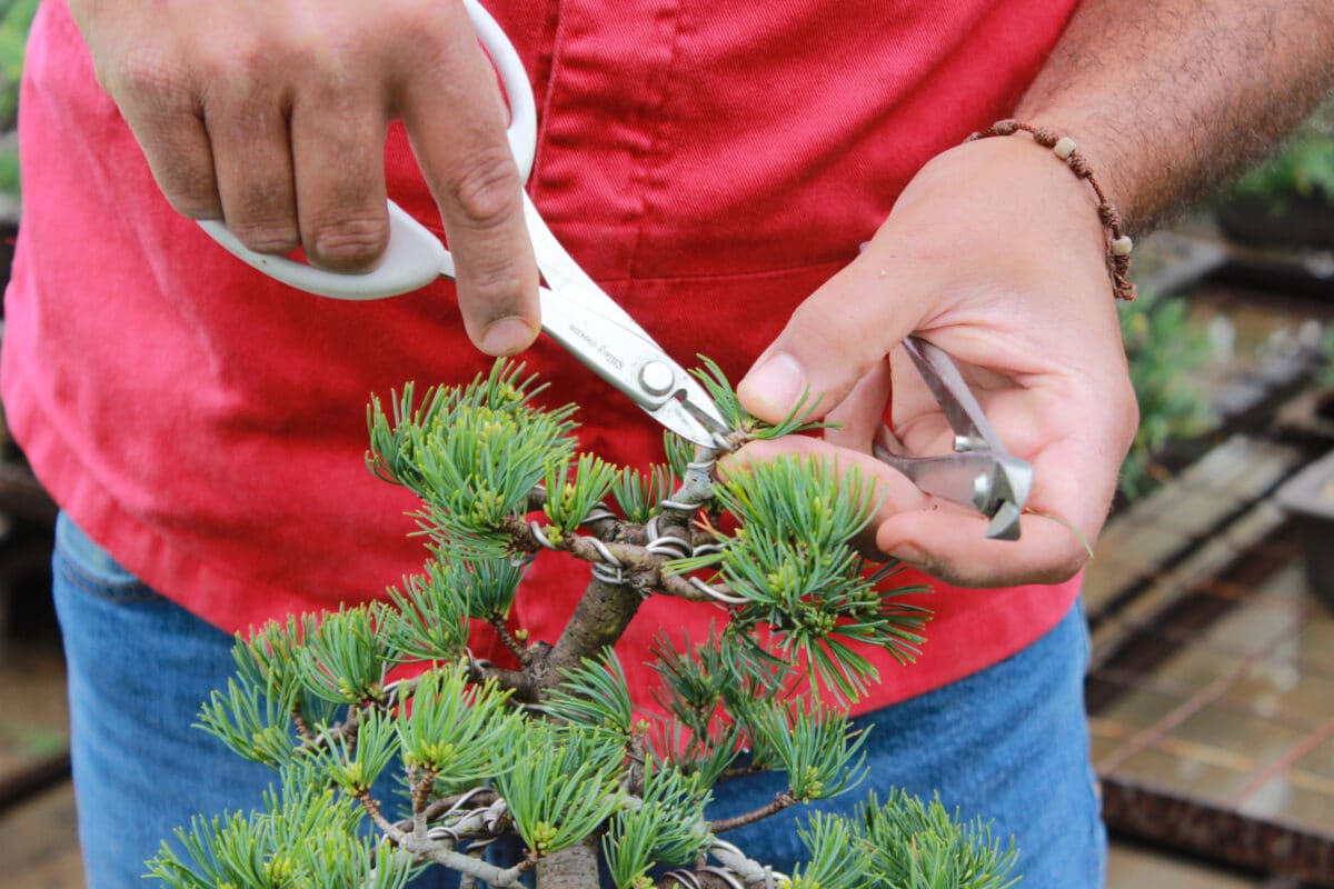 How to care your bonsai in Spring