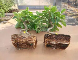 Mezclas y manejo de la Sakadama en el cultivo del bonsái