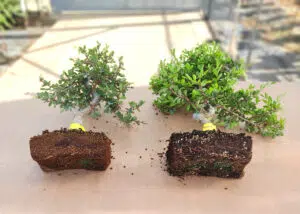 Mixtures and management of Sakadama in bonsai cultivation