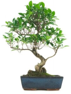 Indoor Bonsai