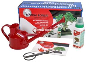 5 ideas de regalo en Navidad para un aficionado al bonsái