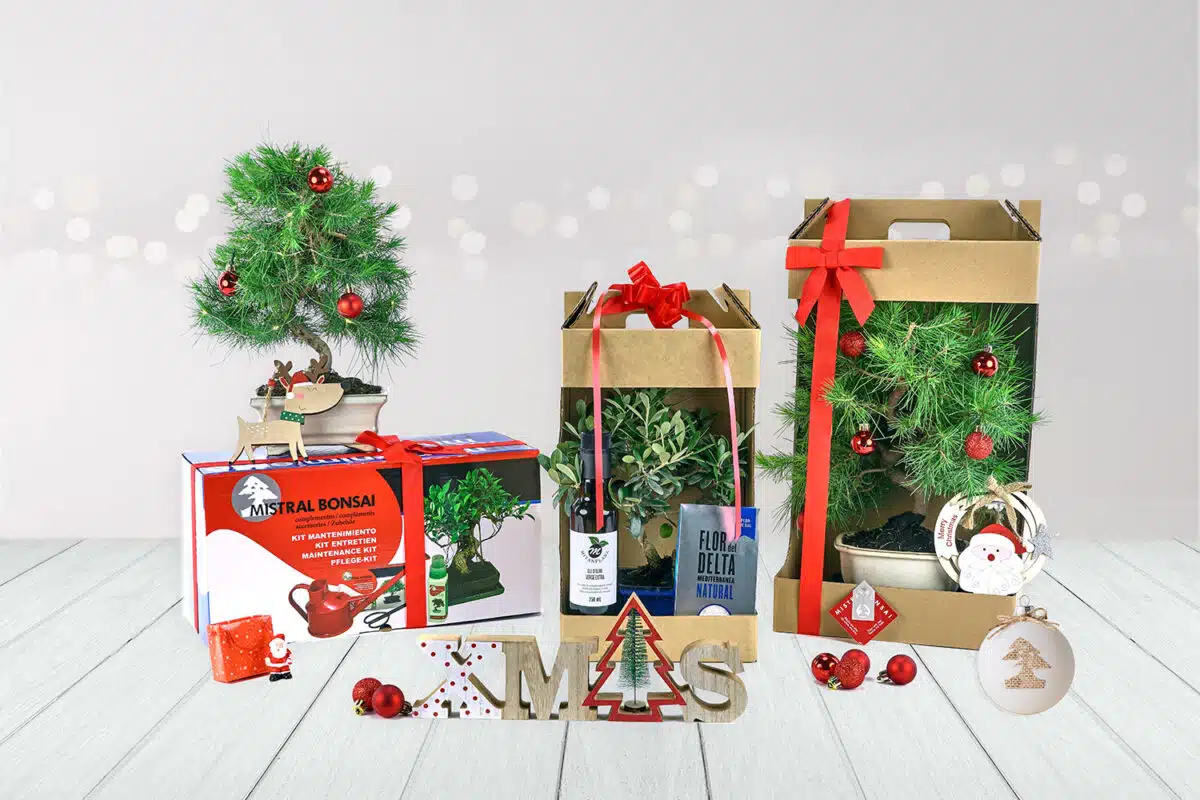 5 Geschenkideen zu Weihnachten für einen Bonsai-Liebhaber