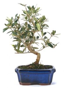 320 ideas de Bonsái de alambre  árboles de alambre, bonsai, árbol de  alambre