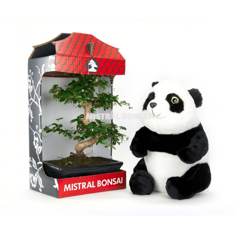 5 Christmas gift ideas for a bonsai lover
