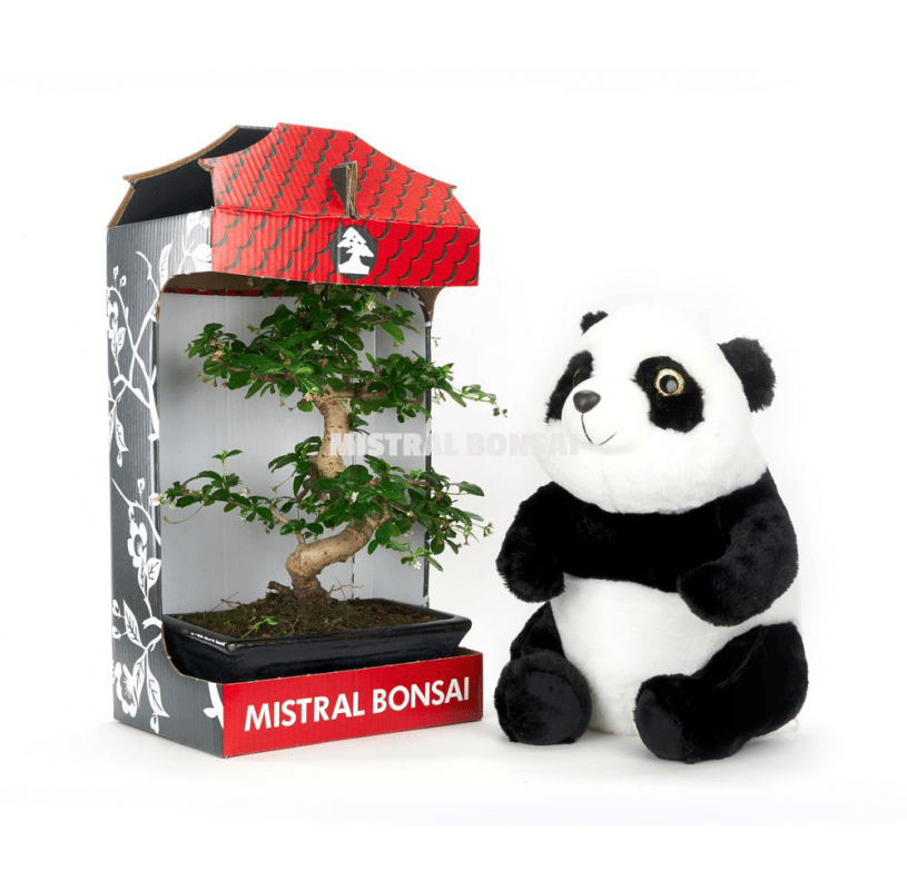 5 ideas de regalo en Navidad para un aficionado al bonsái