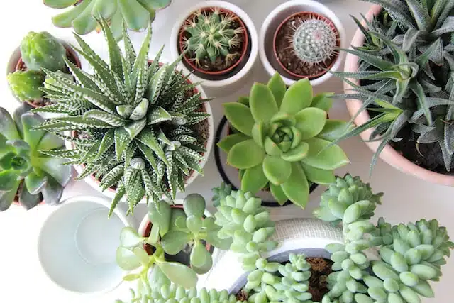 Repotting and transplanting cactus and succulents