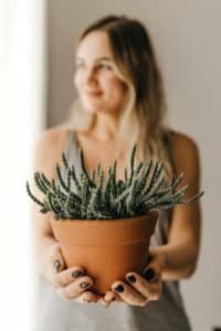 Rempotage ou transplantation de cactus